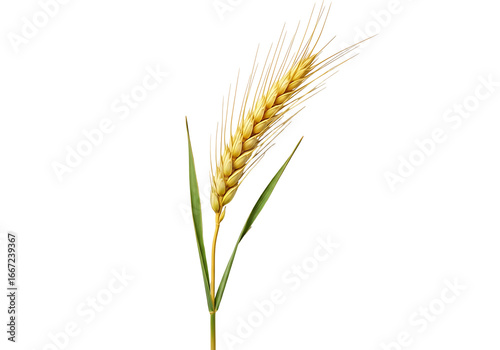 A single wheat ear, golden-yellow with vibrant green leaves, is highlighted against a pure black background.