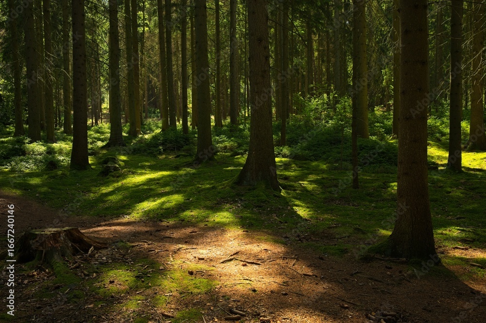 Obraz premium woodland with light and shadows in the thuringian forest