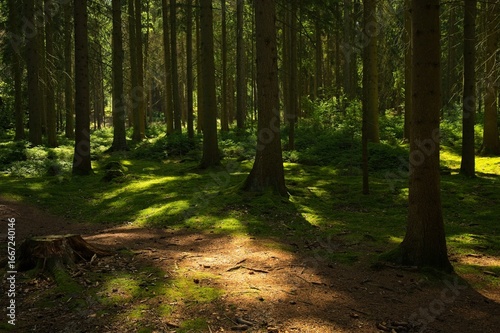 woodland with light and shadows in the thuringian forest