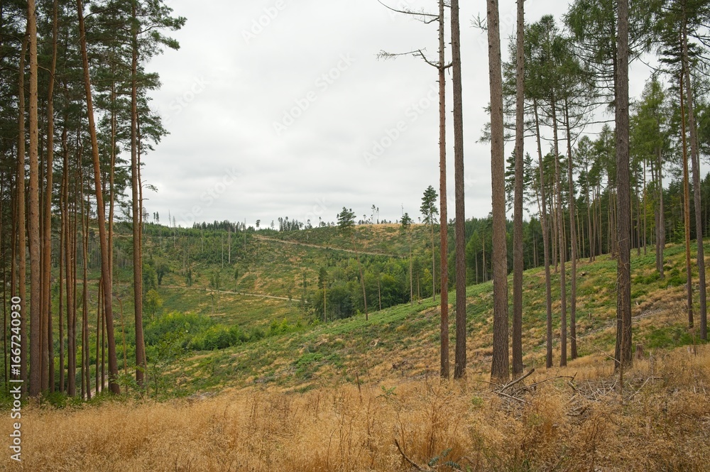 Obraz premium landscape in the thuringian forest near Ohrdruf