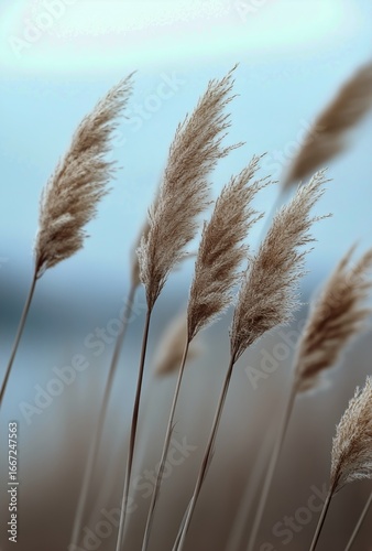 Golden Reeds Gently Sway in the Breeze by a Serene Lake During Sunset Hours