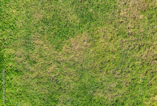 Green grass texture, showcasing various shades of green and brown patches, perfect for backgrounds or agricultural themes. Ideal for landscaping and nature projects.