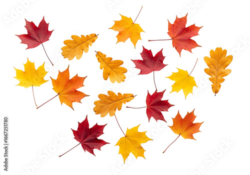 Vibrant autumn leaves in various shades of red, orange, and yellow, displayed against a black backdrop, creating a beautiful autumnal scene.