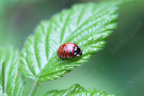 Eyed ladybug, Anatis ocellata, on a leaf