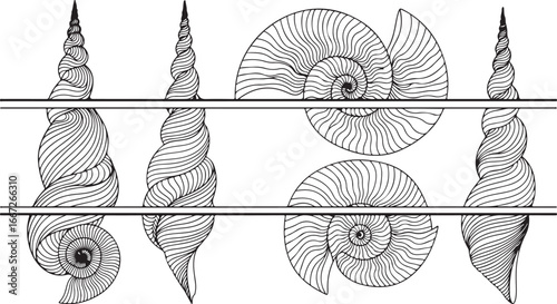 Detailed line drawing of fossilized spiral seashells and gastropods preserved in geological strata