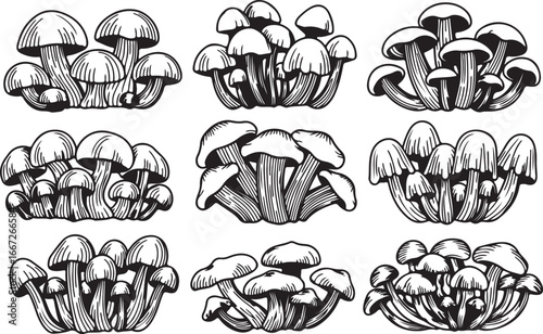 Nine detailed hand-drawn styles of edible and wild mushrooms in black and white