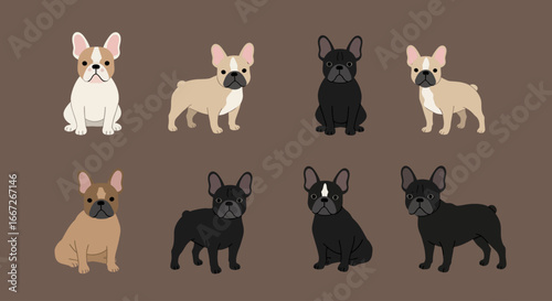 Vector Set of French Bulldog Illustrations in White Fawn and Black Colors