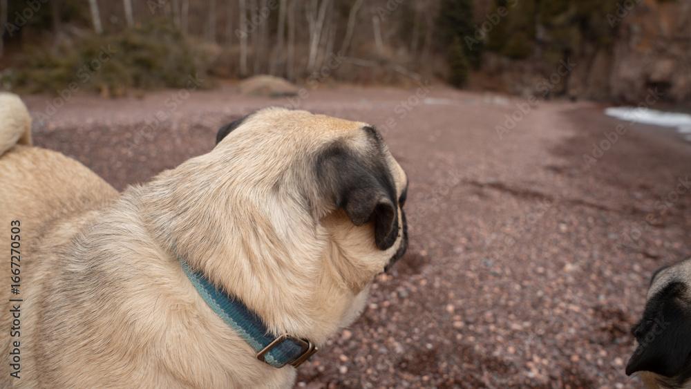 Obraz premium Two Pugs on Rocky Beach with Frozen Cliffs, Minnesota North Shore