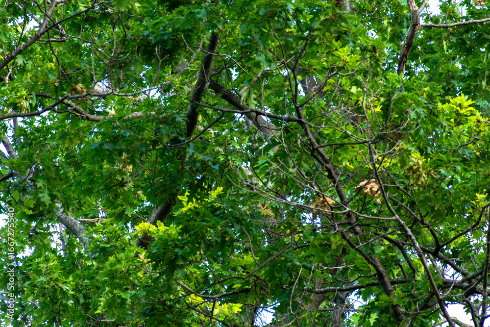 Fototapeta premium green leaves in the sun