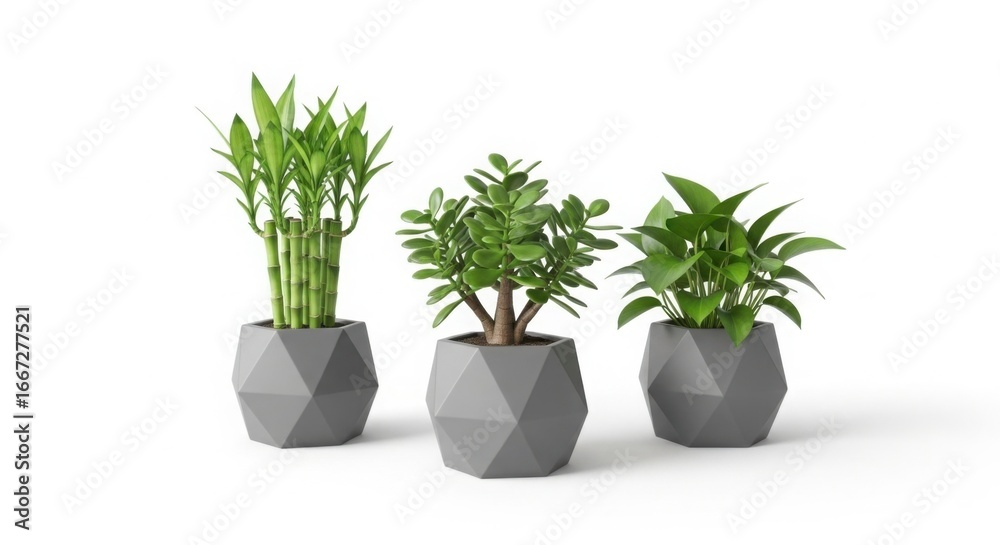 Obraz premium Three lush green houseplants in modern geometric gray pots on white background
