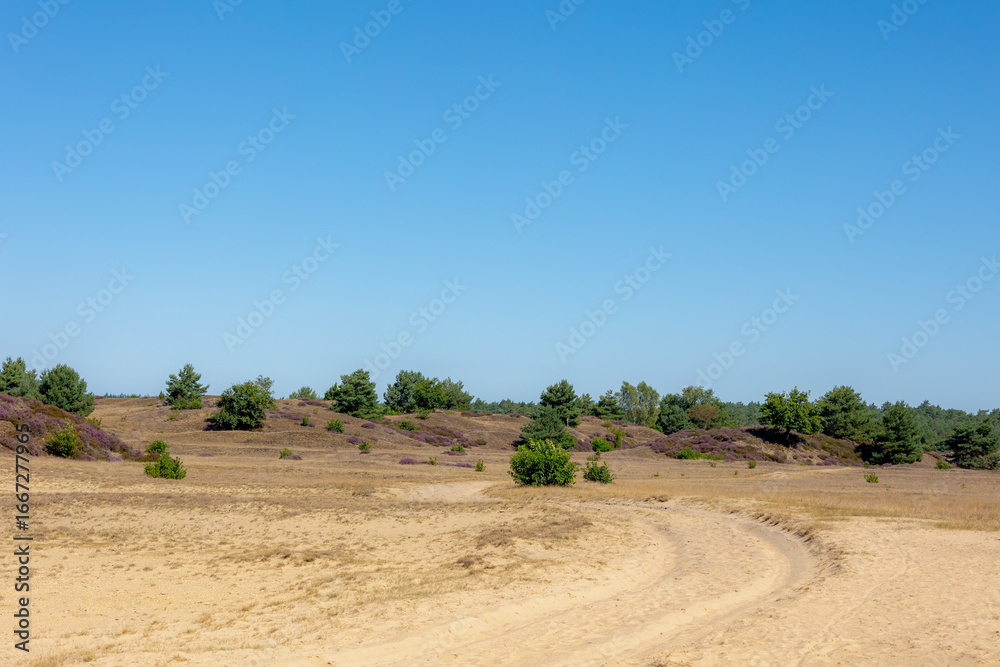 Obraz premium Summer landscape, Desert area with slope hilly, forest and the heide, Nature reserve in Radio Kootwijk, Veluwe, Hoog Buurlo is a hamlet in the Dutch municipality of Apeldoorn, Gelderland, Netherlands.