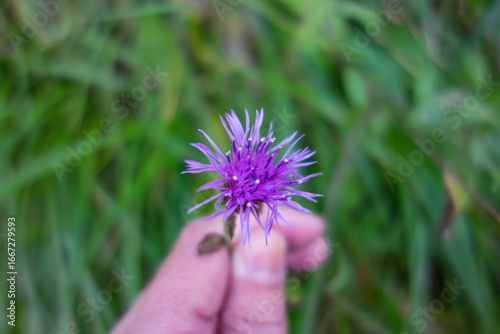 Flor morada en la mano de una persona con fondo verde