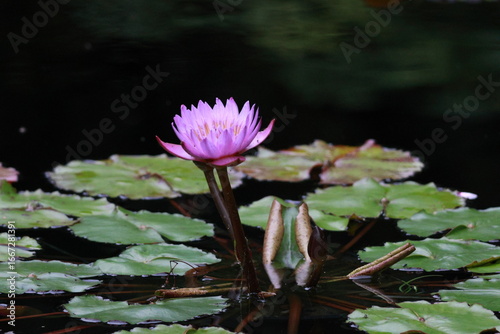 Purple Lotus