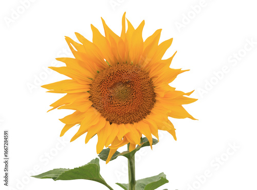 Bright yellow sunflower isolated on transparent background
