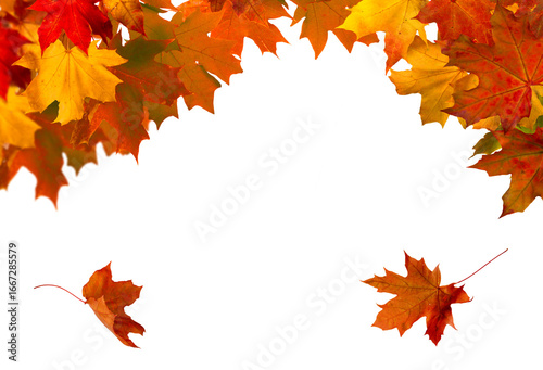 A cluster of vibrant red, orange, and yellow autumn leaves isolated on a transparent PNG background