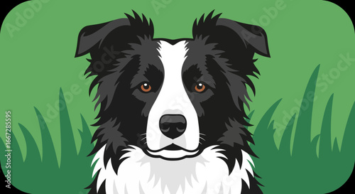 Charming portrait of an intelligent Border Collie, a beautifully rendered graphic illustration with a simple green grassy background looking forward