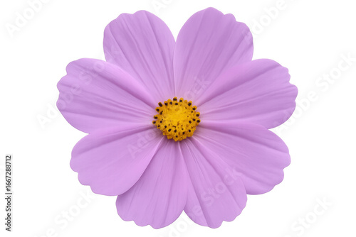 Single purple cosmos flower blooming with transparent background