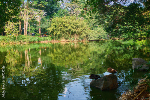 Ducks Resting on Rock in Green Lake