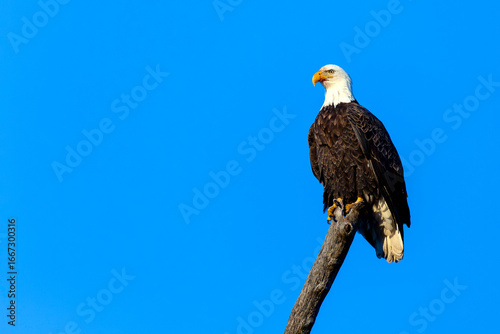 Bald Eagle perched on a snag with a blue sky
