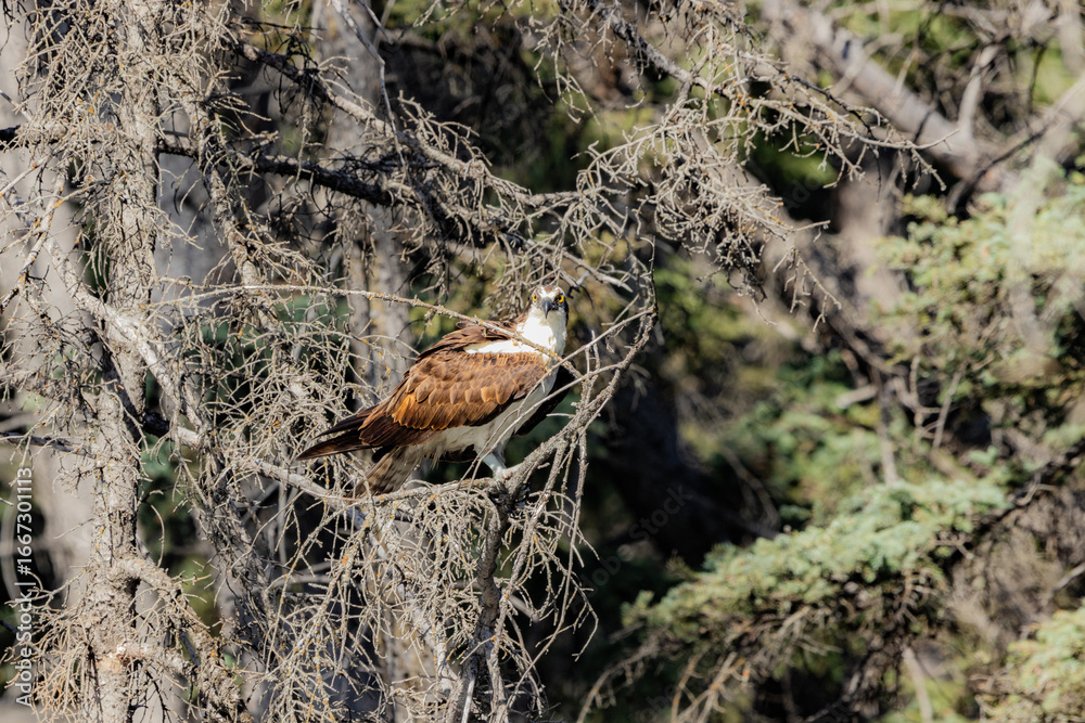 Fototapeta premium Osprey sea hawk