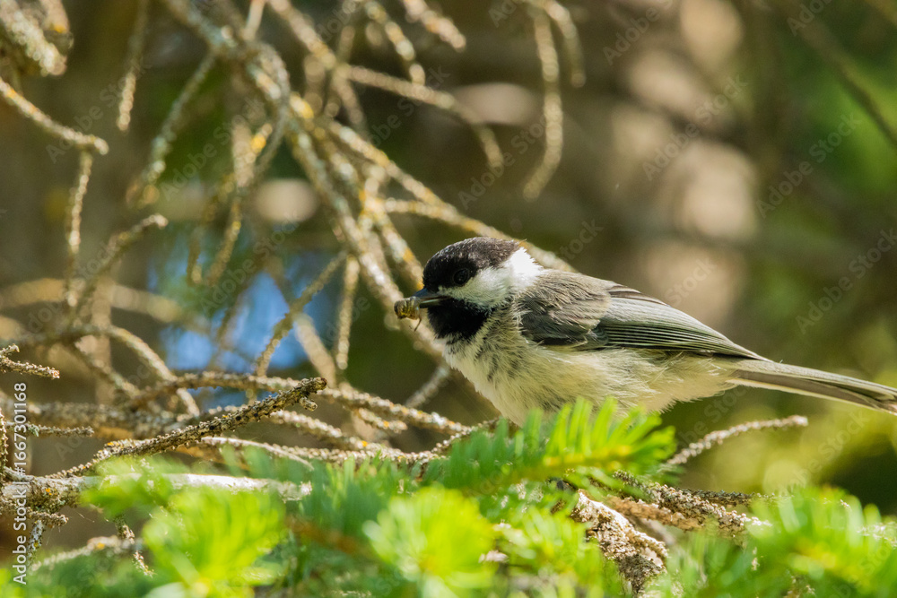 Obraz premium bird eating closeup