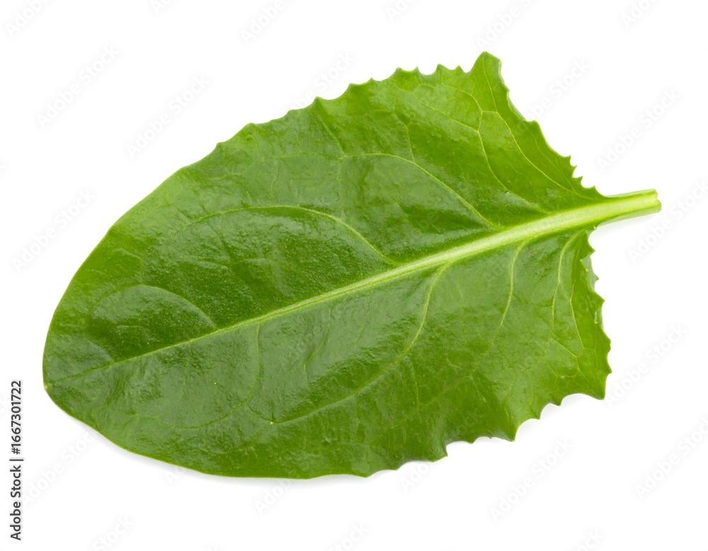 Obraz premium Fresh spinach leaf, close-up