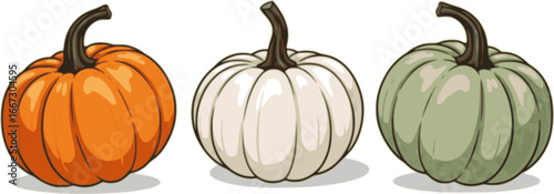 Pumpkins. Set of orange, white, and green pumpkins isolated on a white background. Vector illustrations
