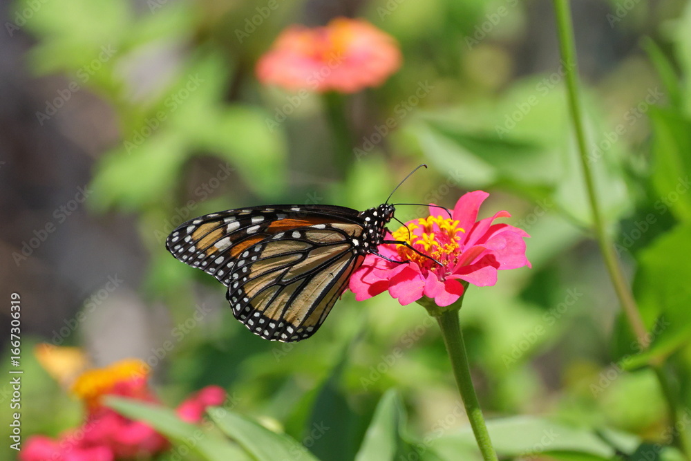 Naklejka premium Monarch yellow and orange with white spots butterfly pollinating on pink Zinnia