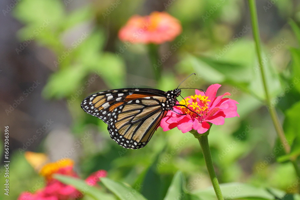 Fototapeta premium Monarch yellow and orange with white spots butterfly pollinating on pink Zinnia