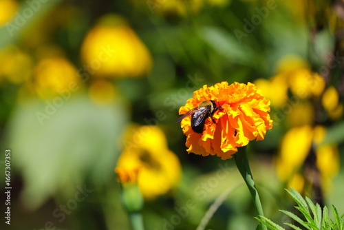 Bumble bee pollinating on orange Merigold. 