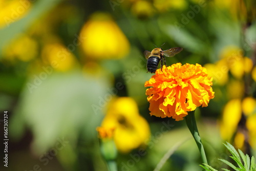 Bumble bee pollinating on orange Merigold. 