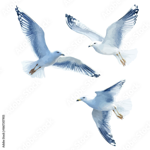 Seagulls Flying Blue Sky, watercolor vector, isolated on a white background.