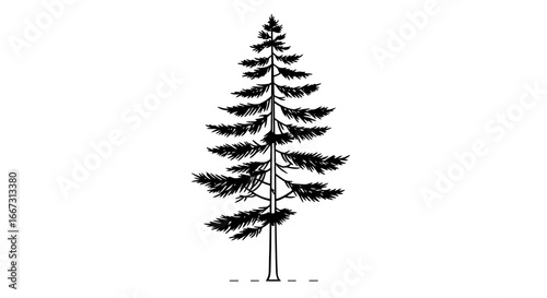 Elegant evergreen tree silhouette, nature illustration for design and decoration