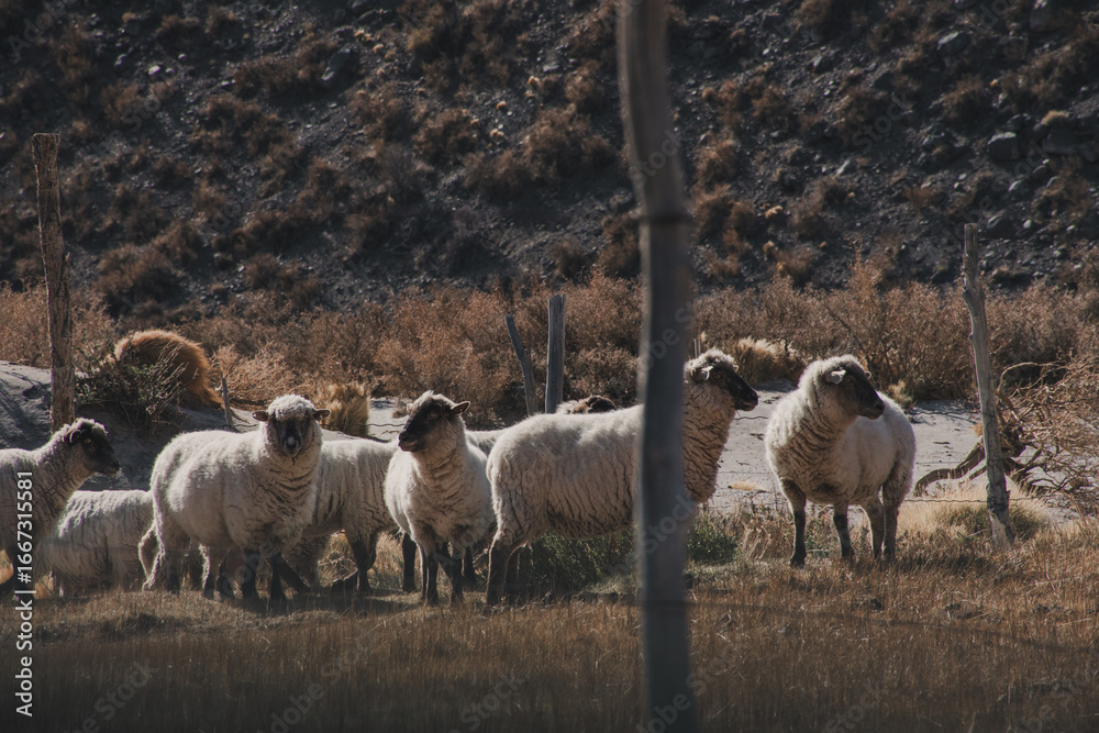 Obraz premium Sheep in a corral. Family vacation. Country theme.
