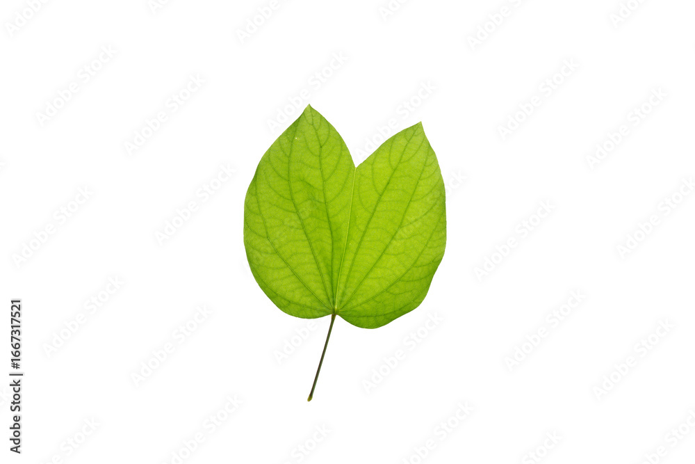 Fototapeta premium Bauhinia acuminata, Orchid Tree leaf texture details on white isolated background, native to tropical southeastern Asia.