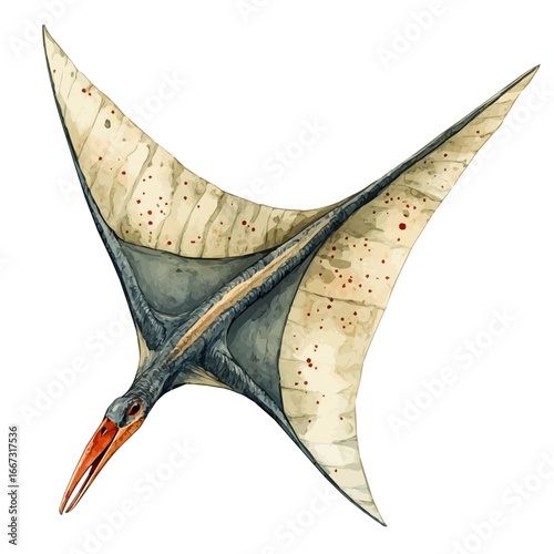 watercolor of Pteranodon, vector, isolated on a white background.