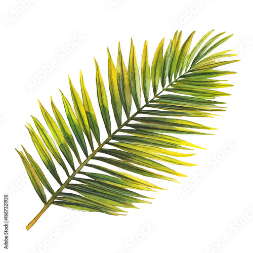 watercolor vector of Palm Leaf, isolated on a white background.
