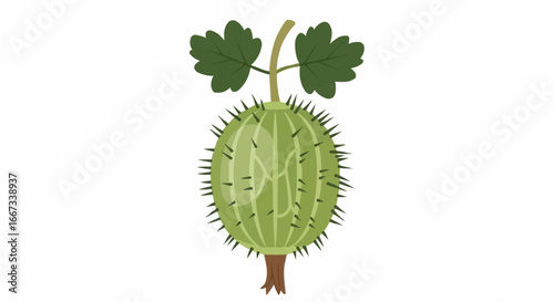 Close-up illustration of a gooseberry with leaves and stem.