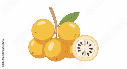 Illustration of a cluster of ripe yellow loquat fruits on a branch, with one fruit cut open to show its pulp and seeds.