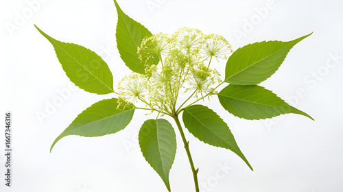 Young leaves and flowers of neem tree, Margosa, Quinine, (Azadirachta indica). A bouquet of neem flowers on a white background, a plant native to India, is blanched in sweet fish sauce.