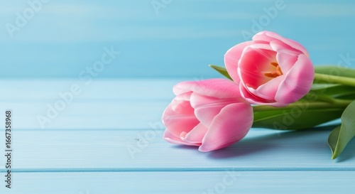 Elegant Pink Tulips Resting on a Serene, Textured Light Blue Wooden Surface