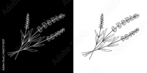 Elegant lavender sprigs botanical line art design perfect for natural beauty and wellness branding