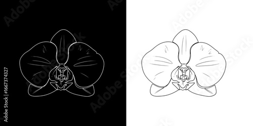 Elegant orchid bloom sketch offers delicate beauty for floral designs and natural themes.