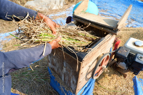 Εκτύπωση καμβά Farmers work together to harvest rice with traditional threshing machines in the