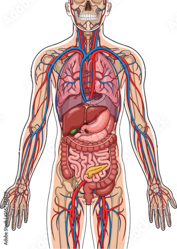 Detailed human anatomy illustration showing the internal organs including the circulatory system and digestive system