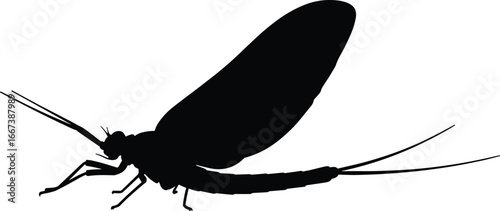 Silhouette of mayfly insect with wings, detailed vector illustration, entomology concept, bug, pest, wildlife, nature, flying insect, biodiversity, ecology