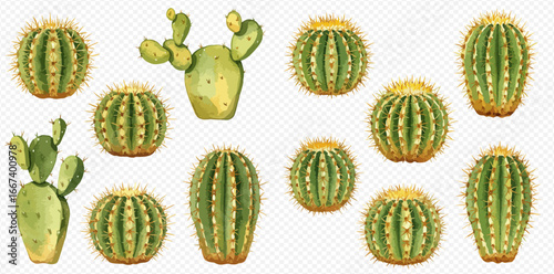 Collection of various cacti illustrations, showcasing diverse shapes and sizes of desert plants.