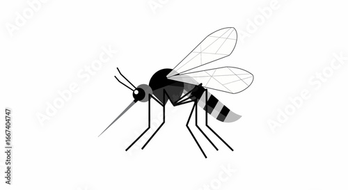 Mosquito Vector Illustration Insect Pest with Distinctive Features on White Background