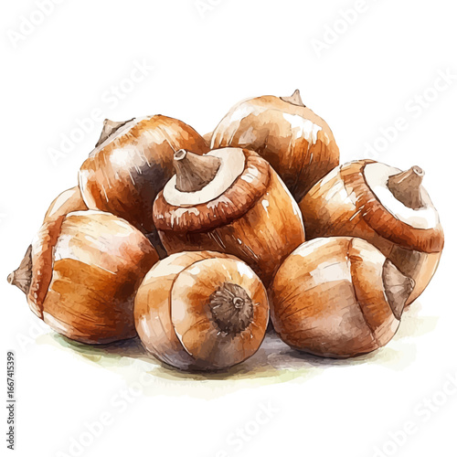 Acorns, watercolor clipart vector, isolated on a white background.