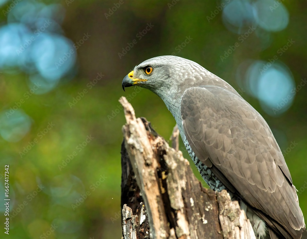Fototapeta premium Grey raptor perched on a weathered tree stump